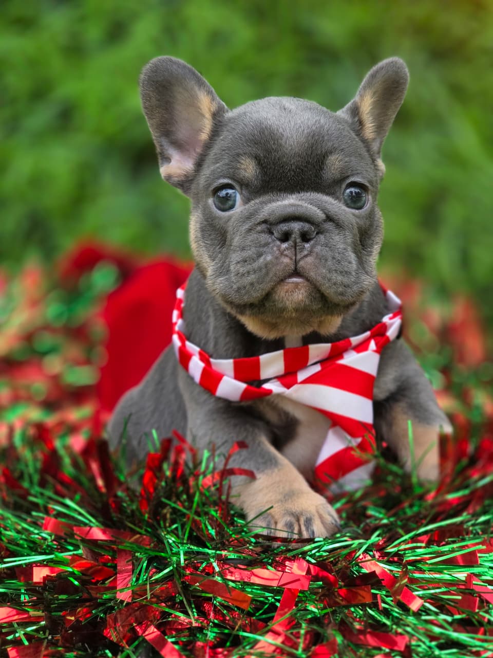 Available French Bulldog Puppy 4